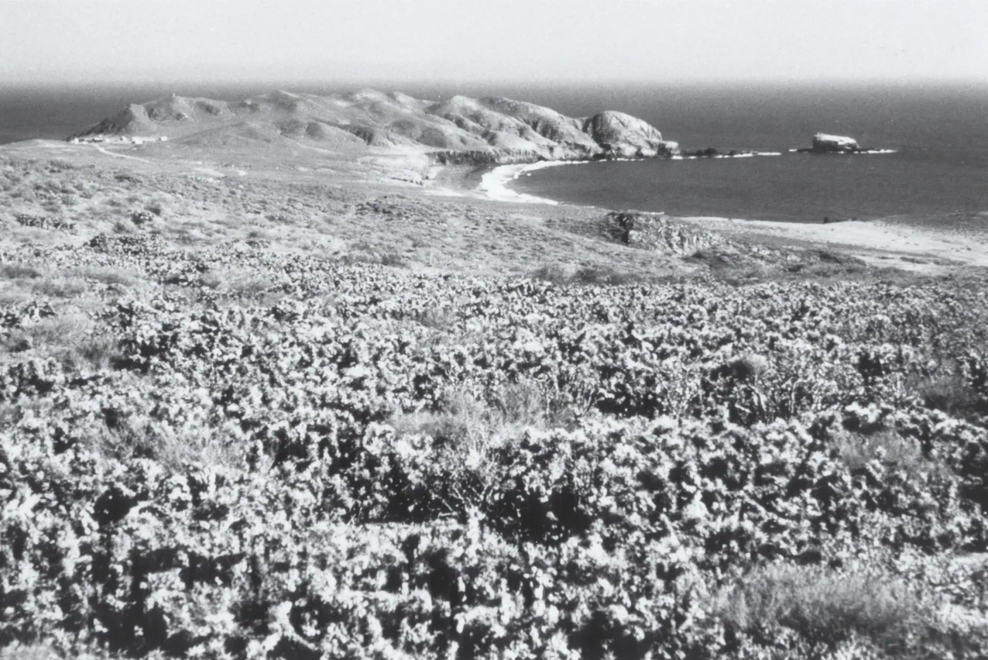 Maritime desert scrub, Baja, © Steve Junak