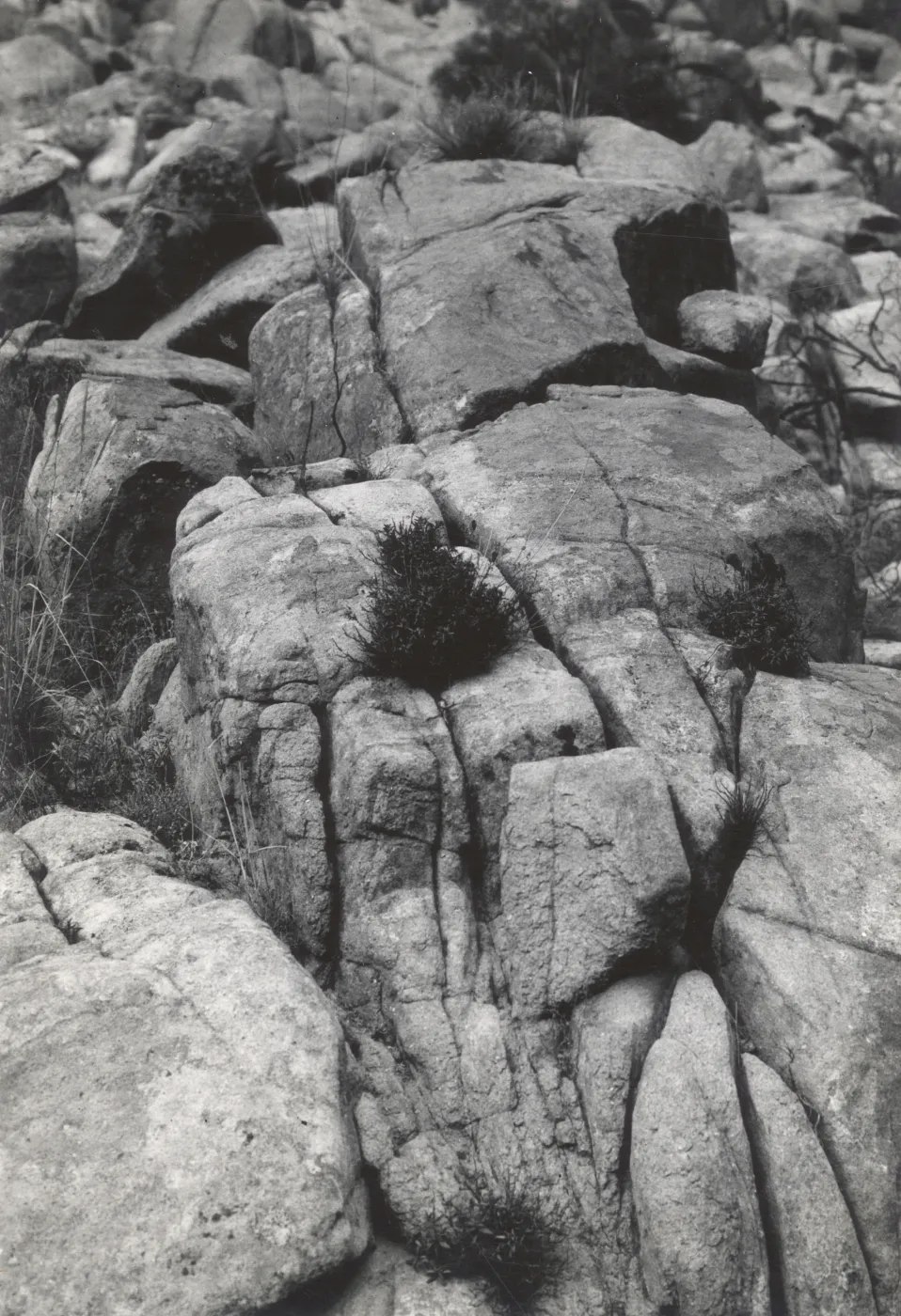 Diplacus aridus in crevices of granite boulders