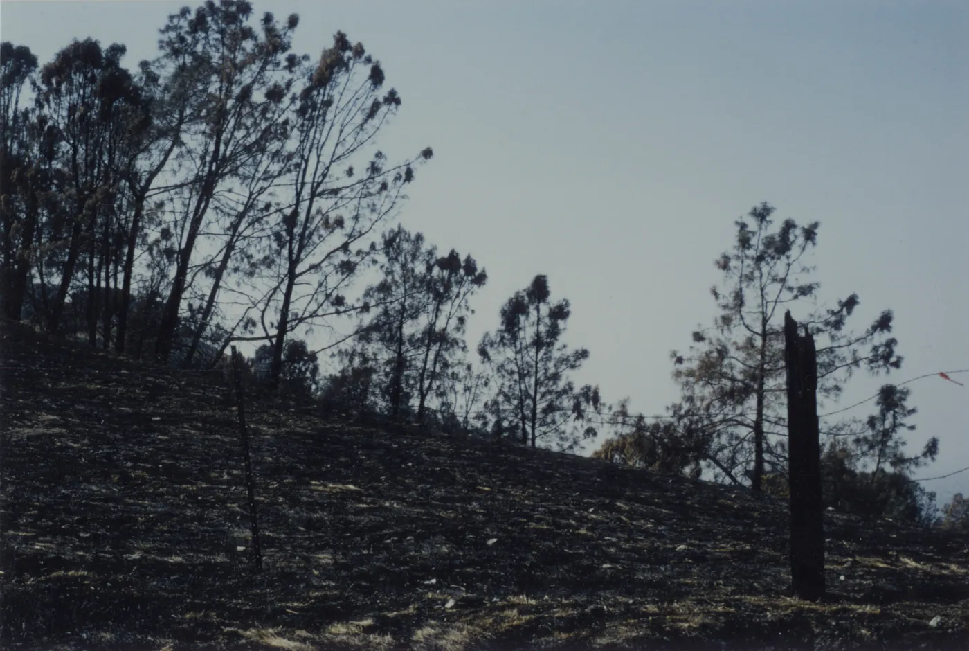 burned slope after the Marre Fire 1993