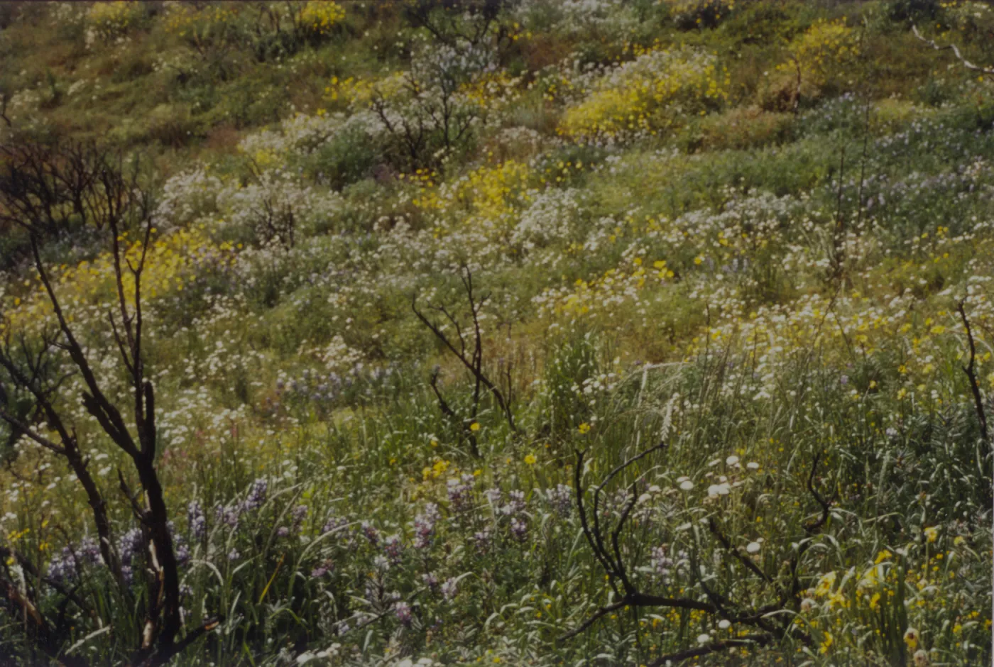 wildflowers after the Marre Fire