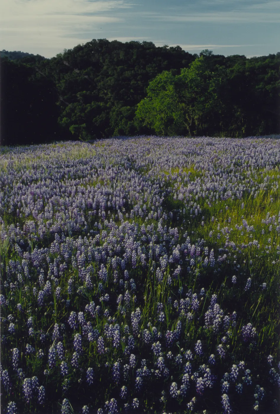 field of Lupinus nanus © 1997 Stuart Wilson