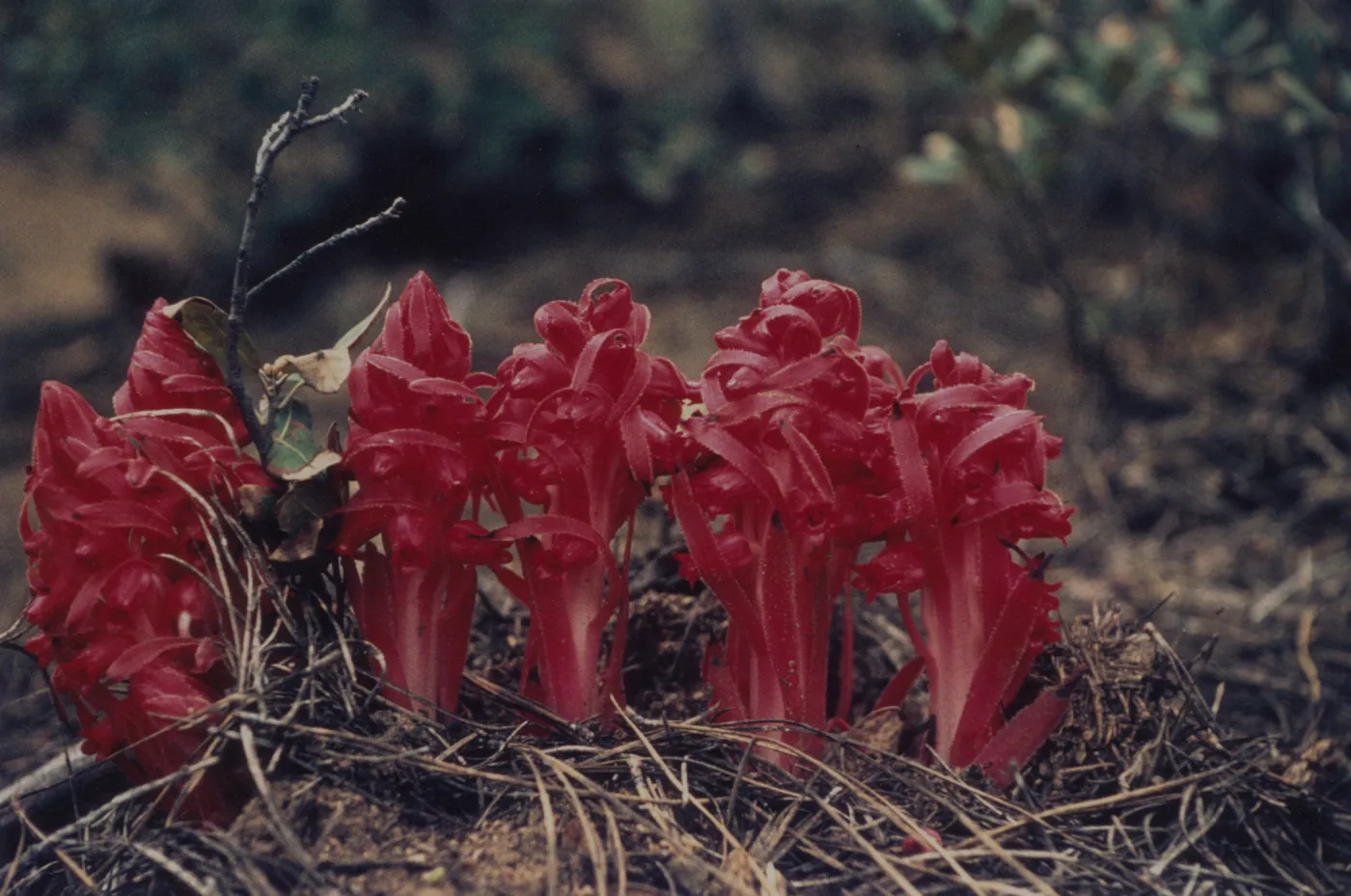 Sarcodes sanguinea © 1997 Stuart Wilson