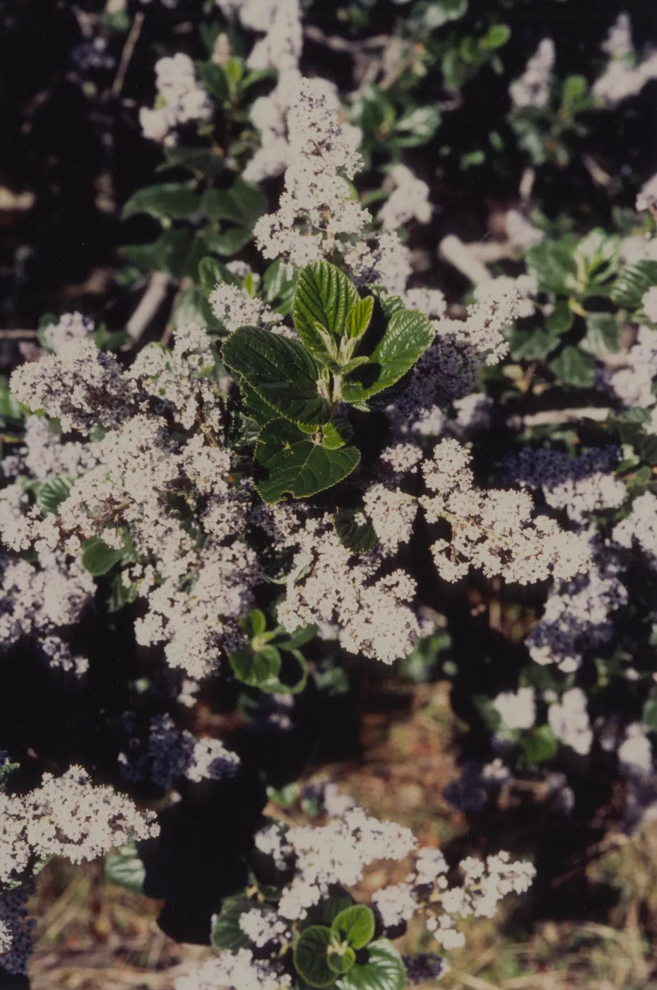 Ceanothus (California Lilac) © 1997 Stuart Wilson