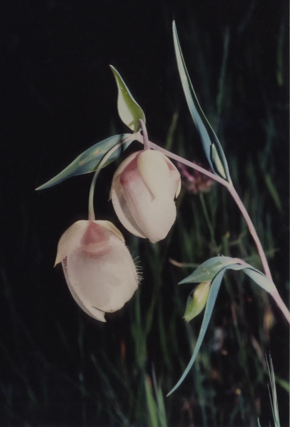 Calochortus albus © 1997 Stuart Wilson