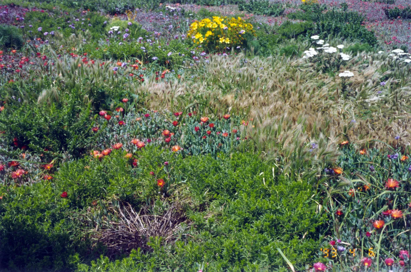 spring wildflowers on Anacapa Island