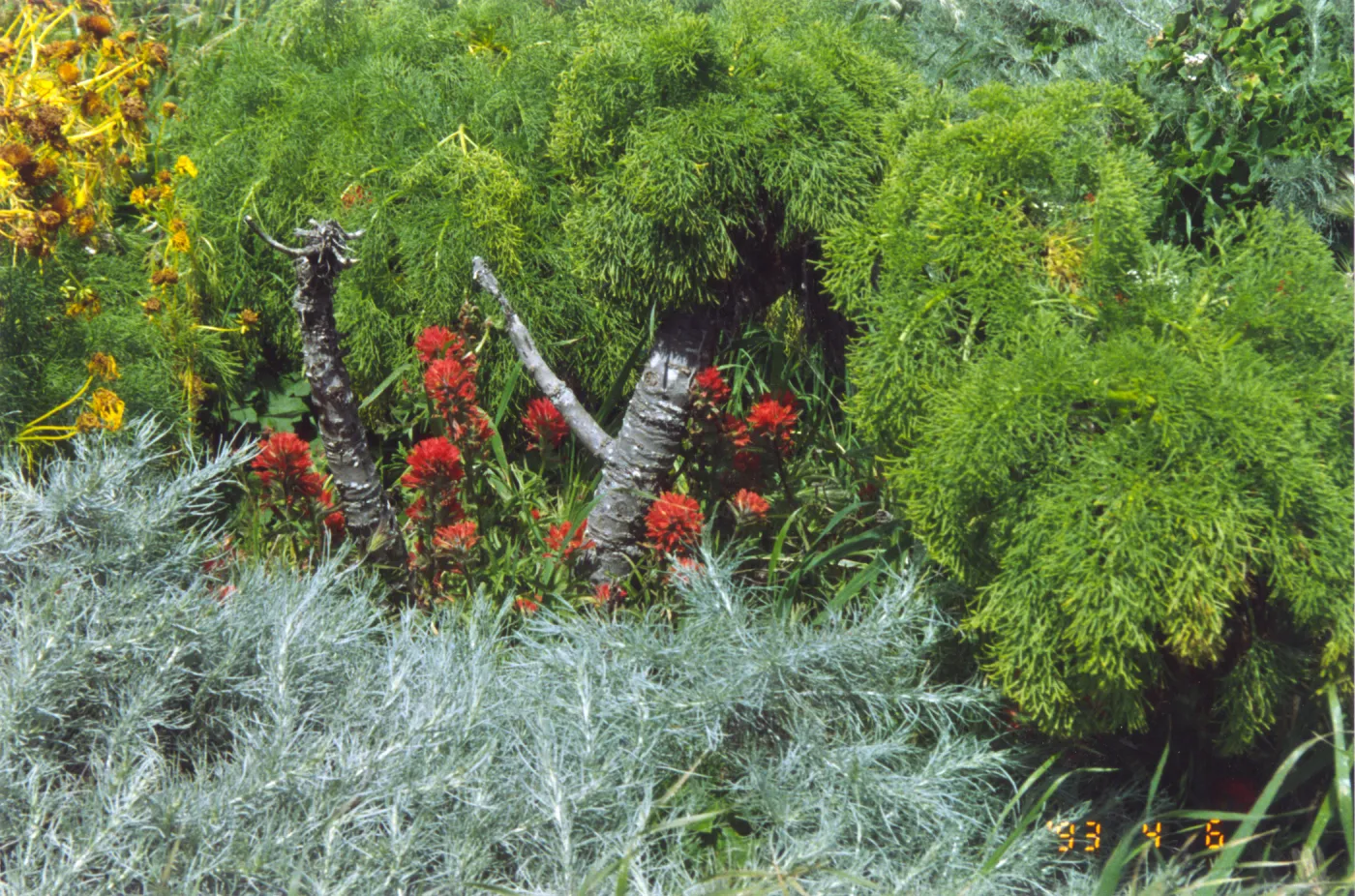 Castilleja , Coreopsis and Artemisia on Anacapa Island