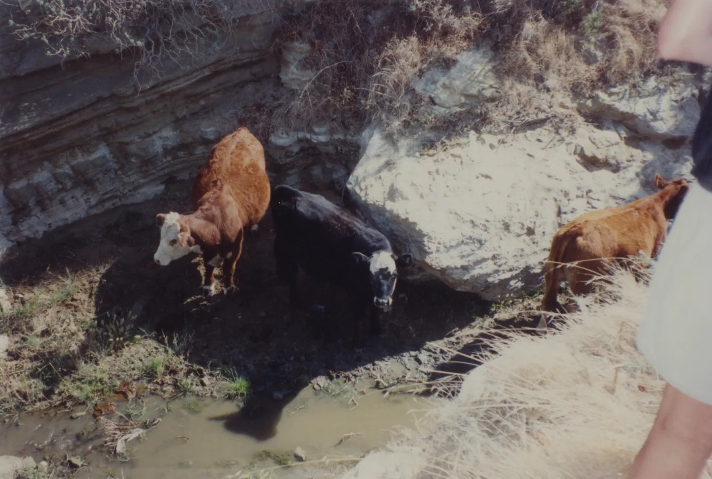 Cattle, Santa Rosa Island