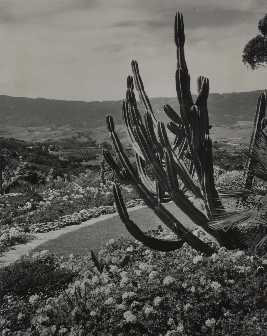 Hope Ranch Garden, dramatic succulent, overlooking Santa Ynez mountain range