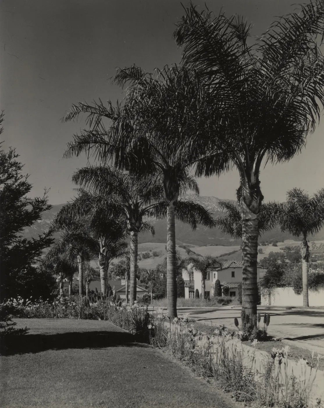 Street scene, Cocos plumosa trees along street, residental district of Samarkand, Santa Ynez mountains