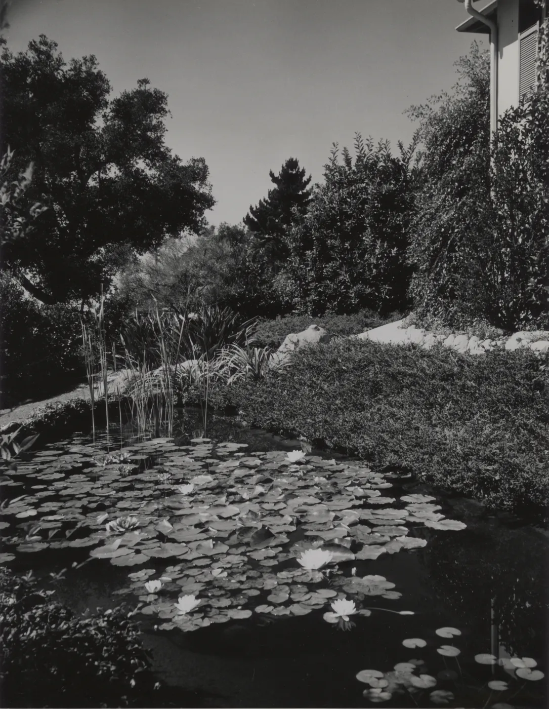 Waterlilies in a garden pond, Santa Barbara residence