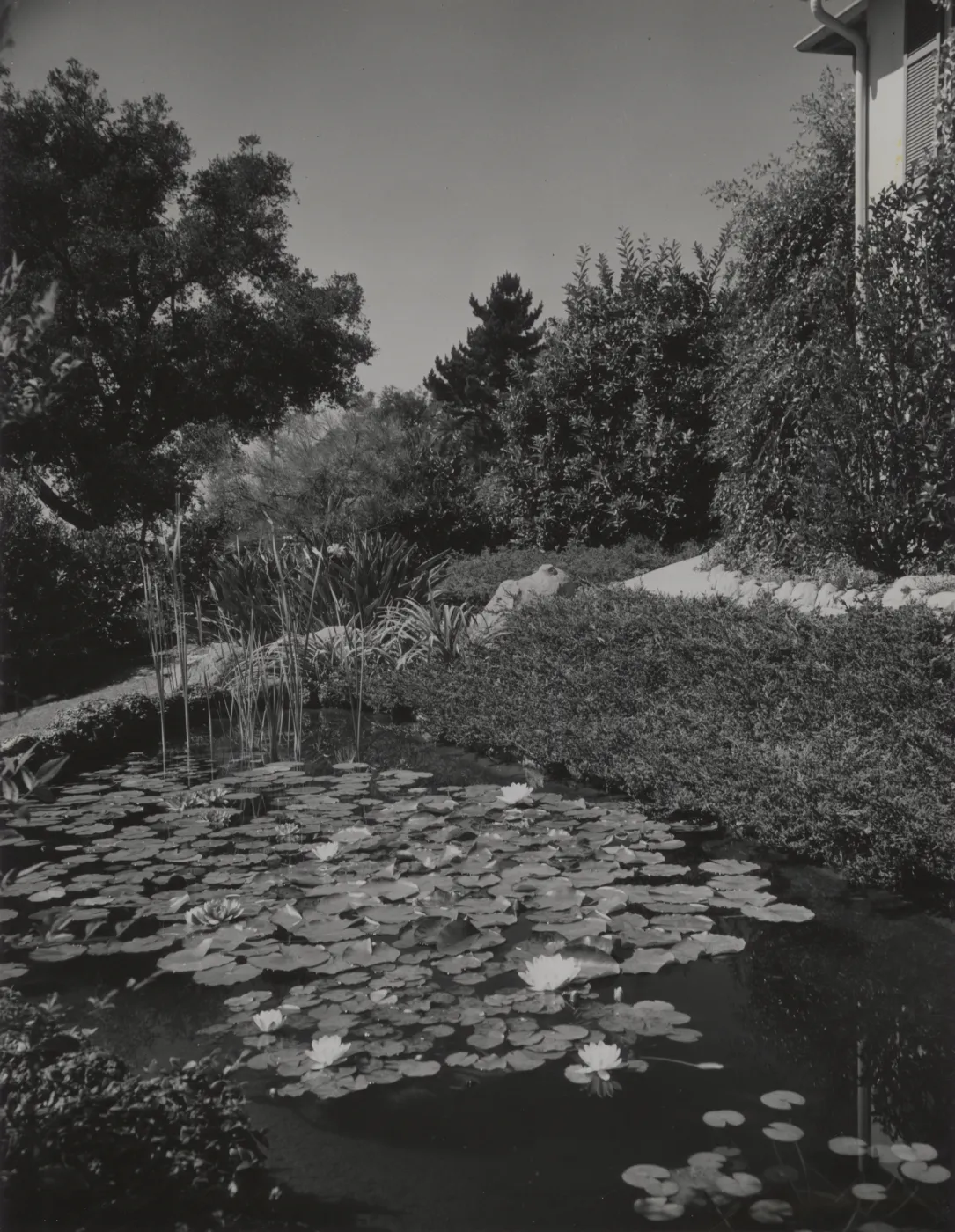 pool with water lillies, Santa Barbara garden