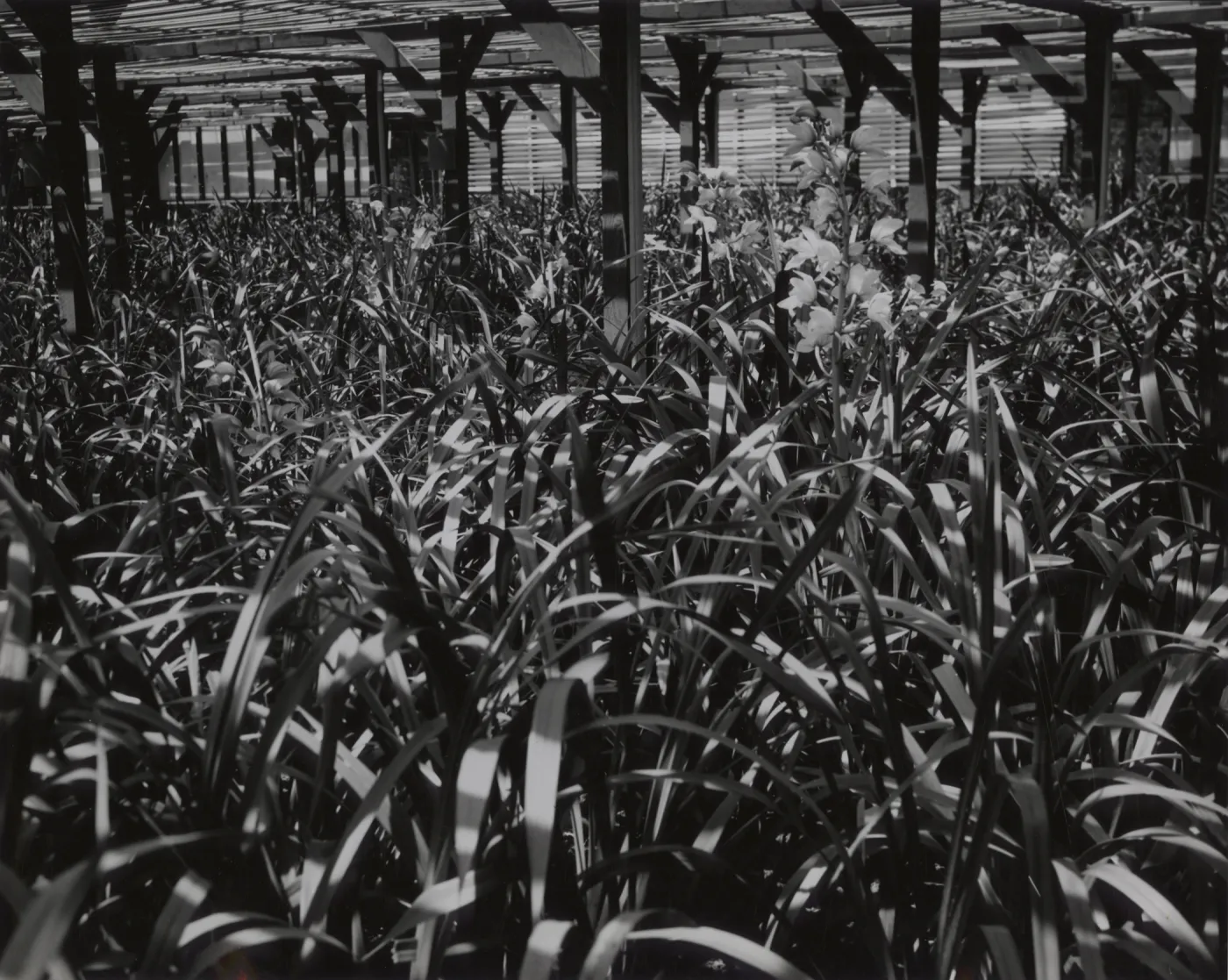 © Josef Muench