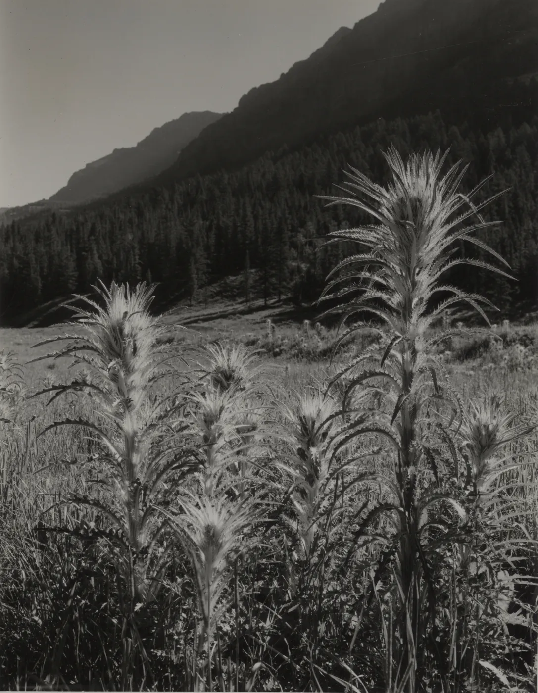 © Josef Muench