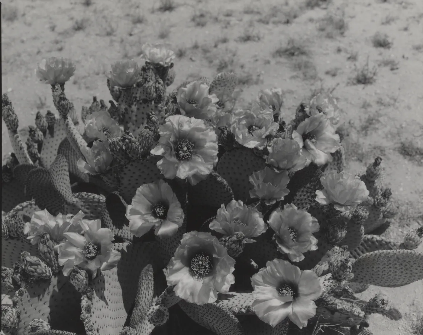 flowering cactus, Opuntia (Prickly-pear), © Josef Muench