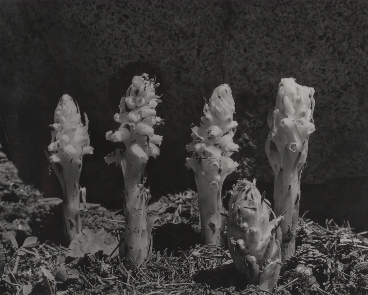 © Josef Muench