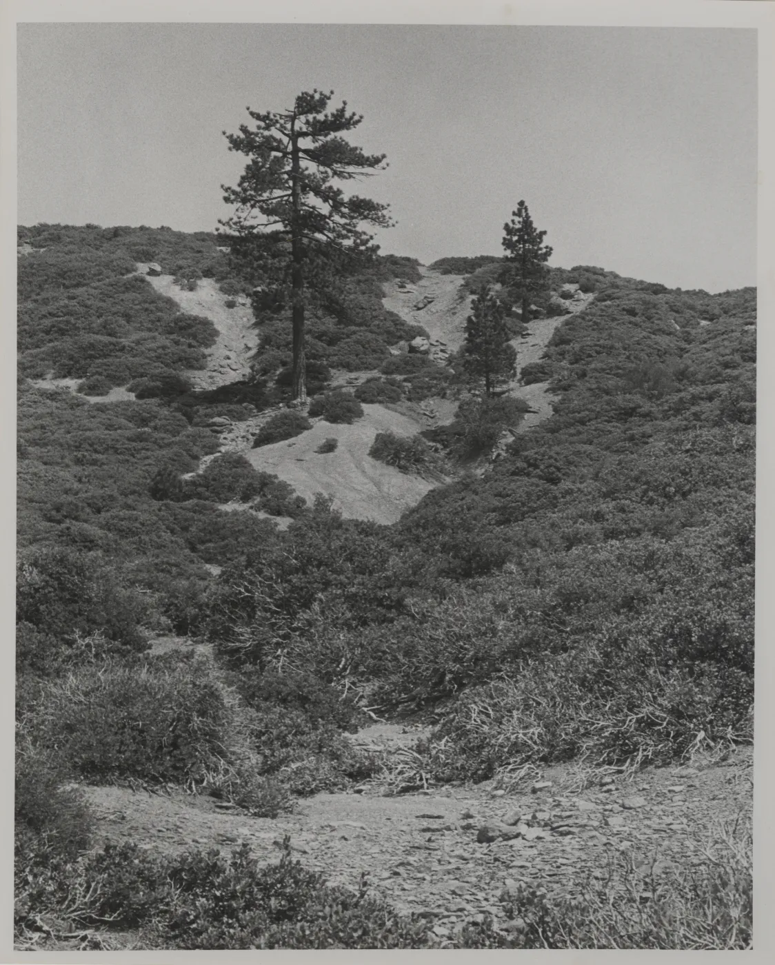 Monte Arido