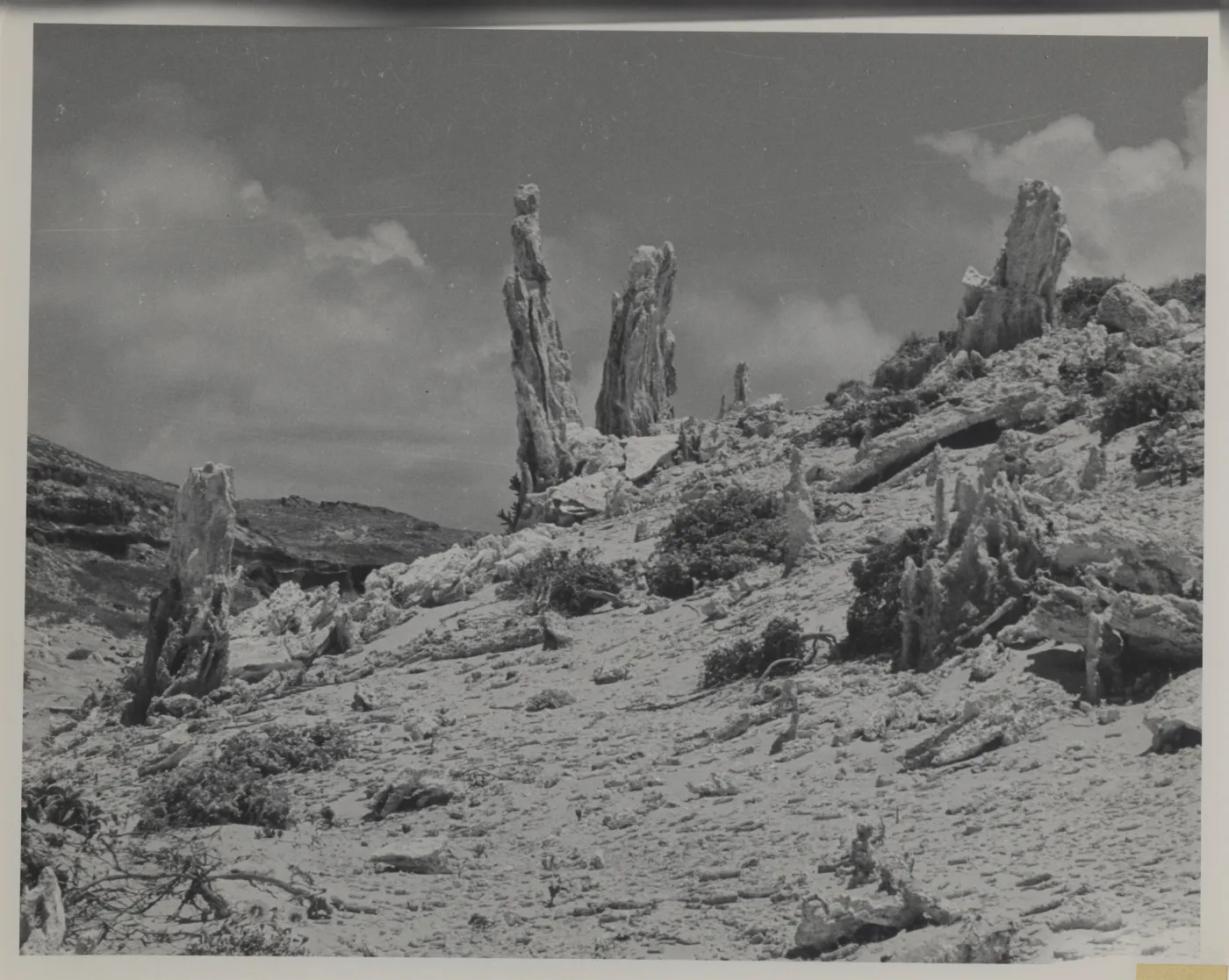 Caliche casts of vegetation (tree trunks?) stand as remnants about dunes on San Miguel Island