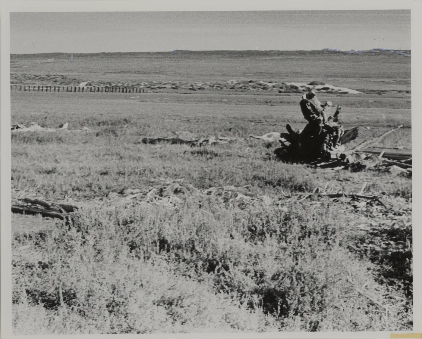 'Coastal salt marsh (Salicornia virginica) at mouth of Santa Ynez River, looking towards Burton Mesa'