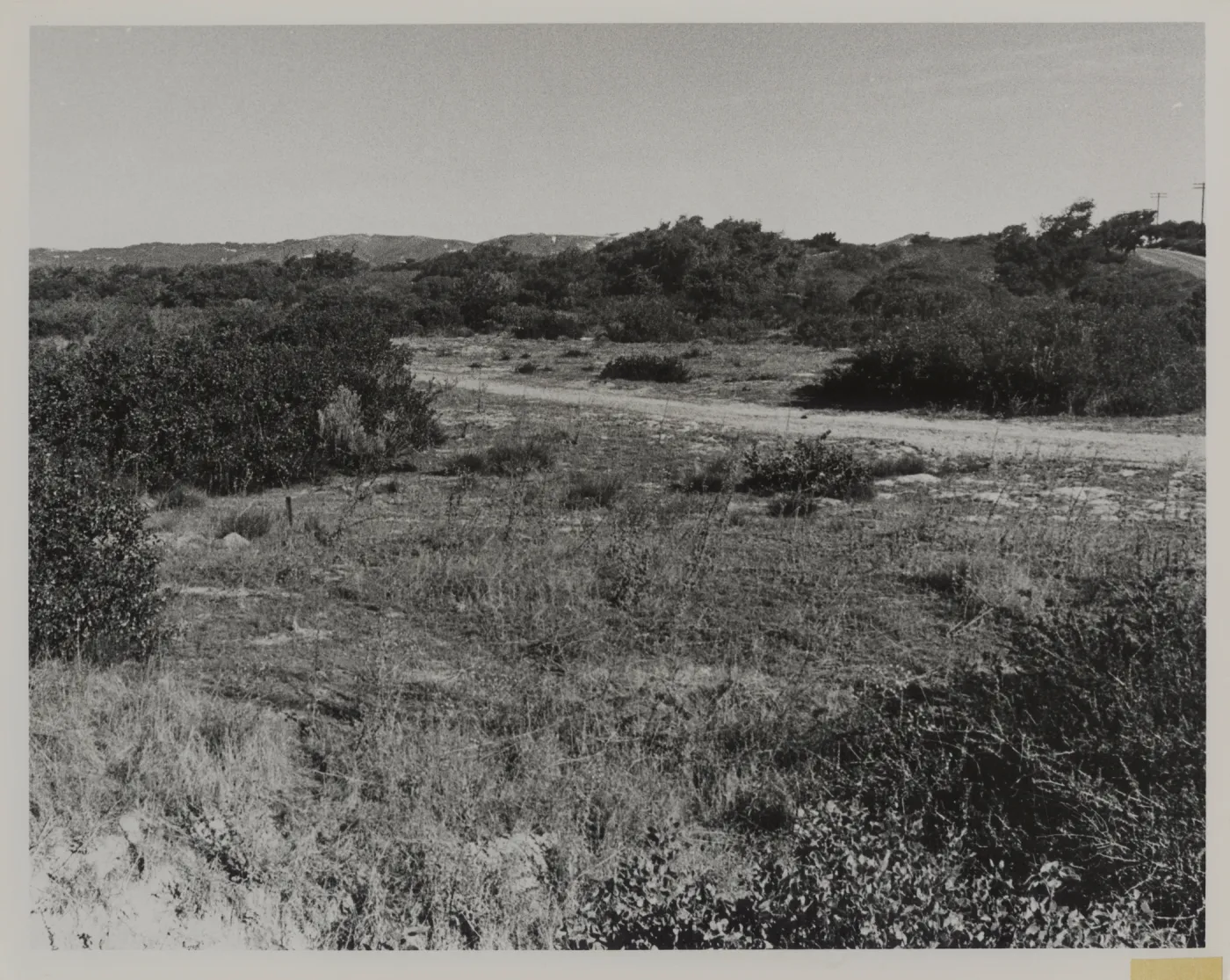 'The Burton Mesa chaparral near Lompoc'