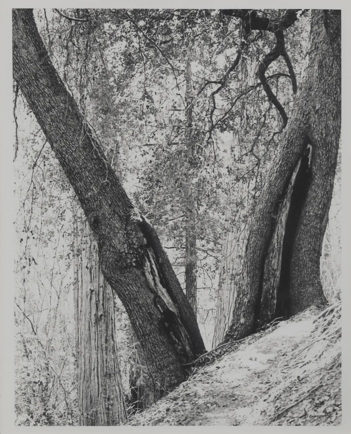 tree trunks