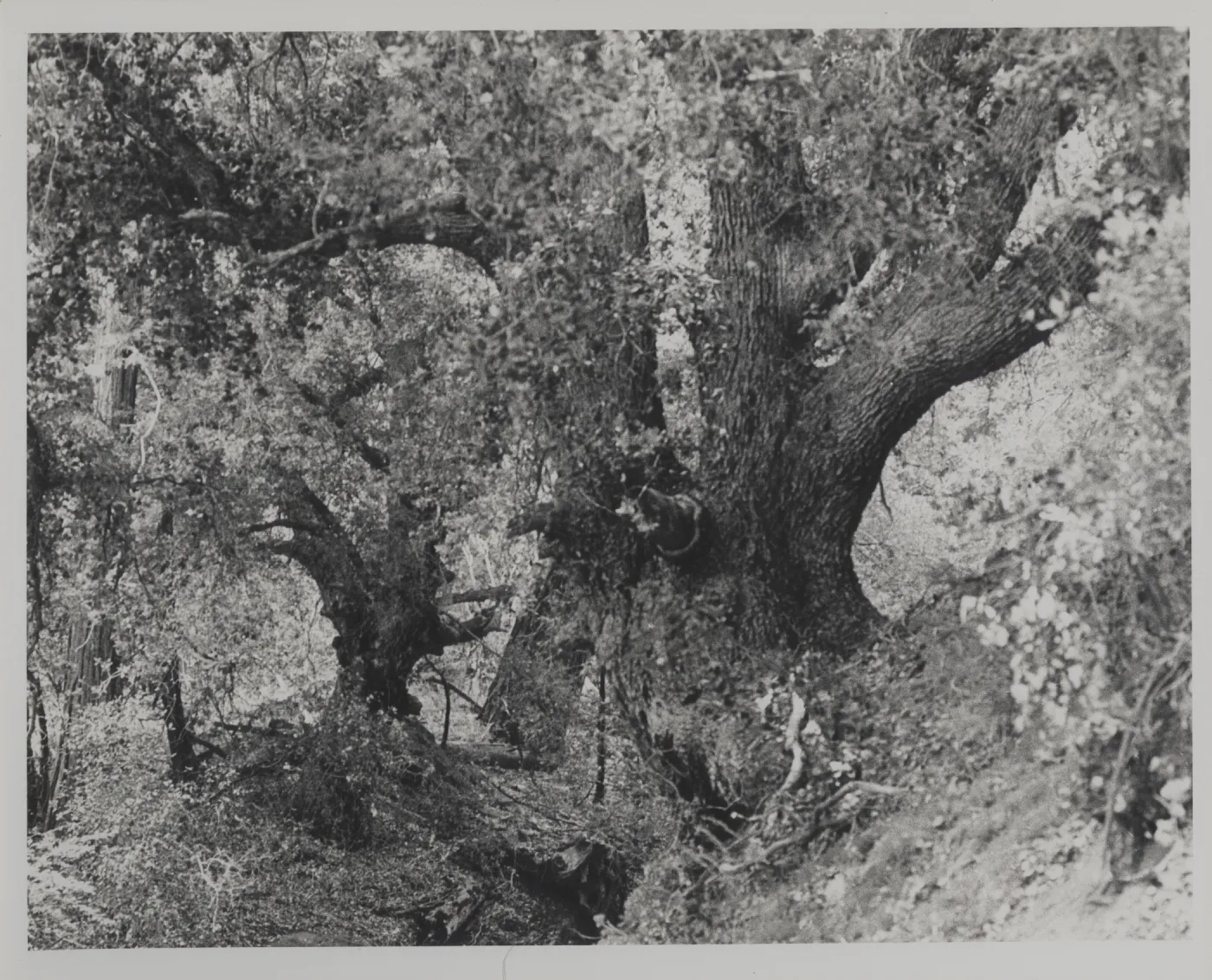 oaks, Potrero Seco