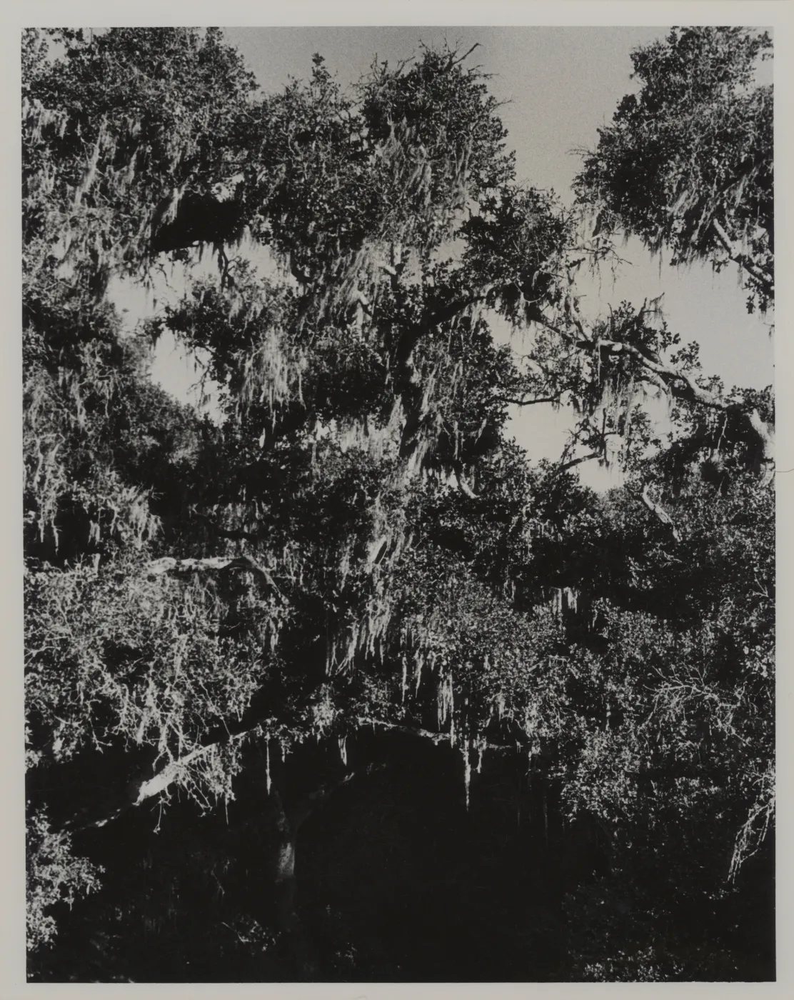 oak with lace lichen, Ramalina menziesii