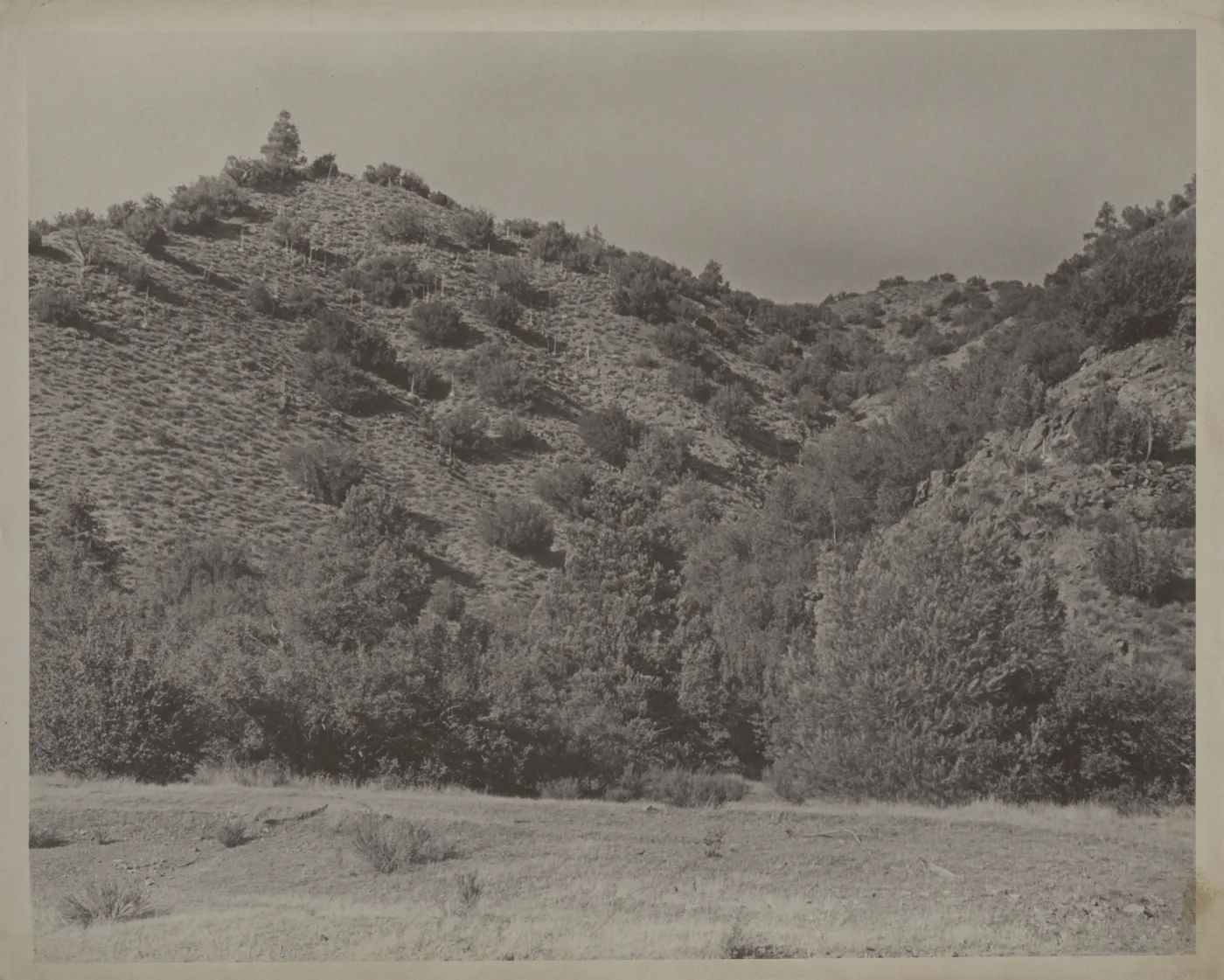 chaparral, Santa Barbara Canyon?