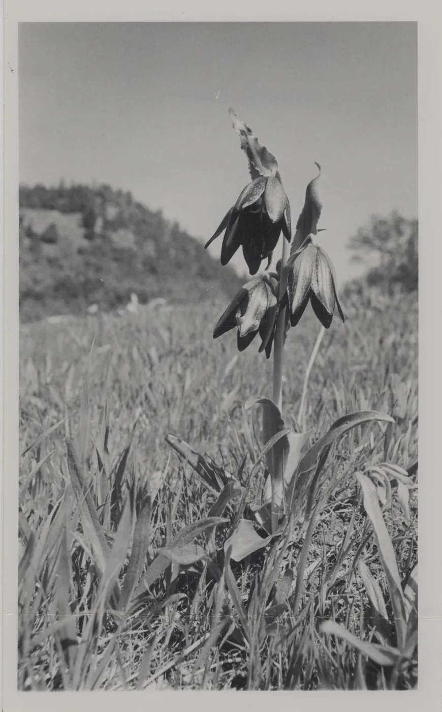 Mission Bells, Fritillaria affinis