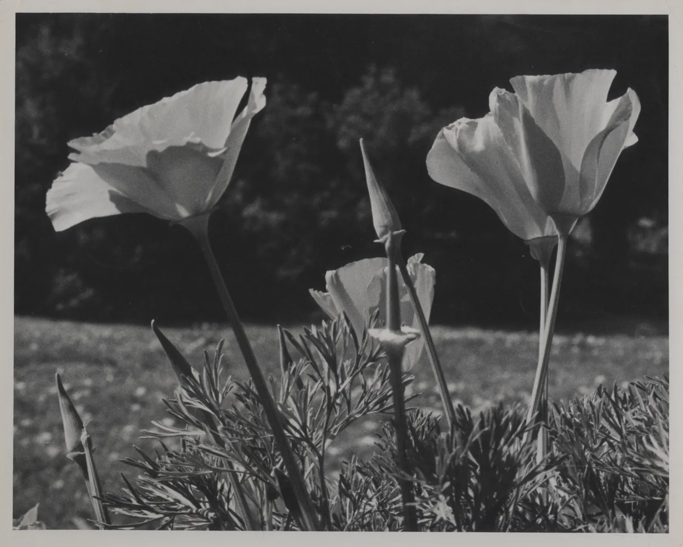 California poppy