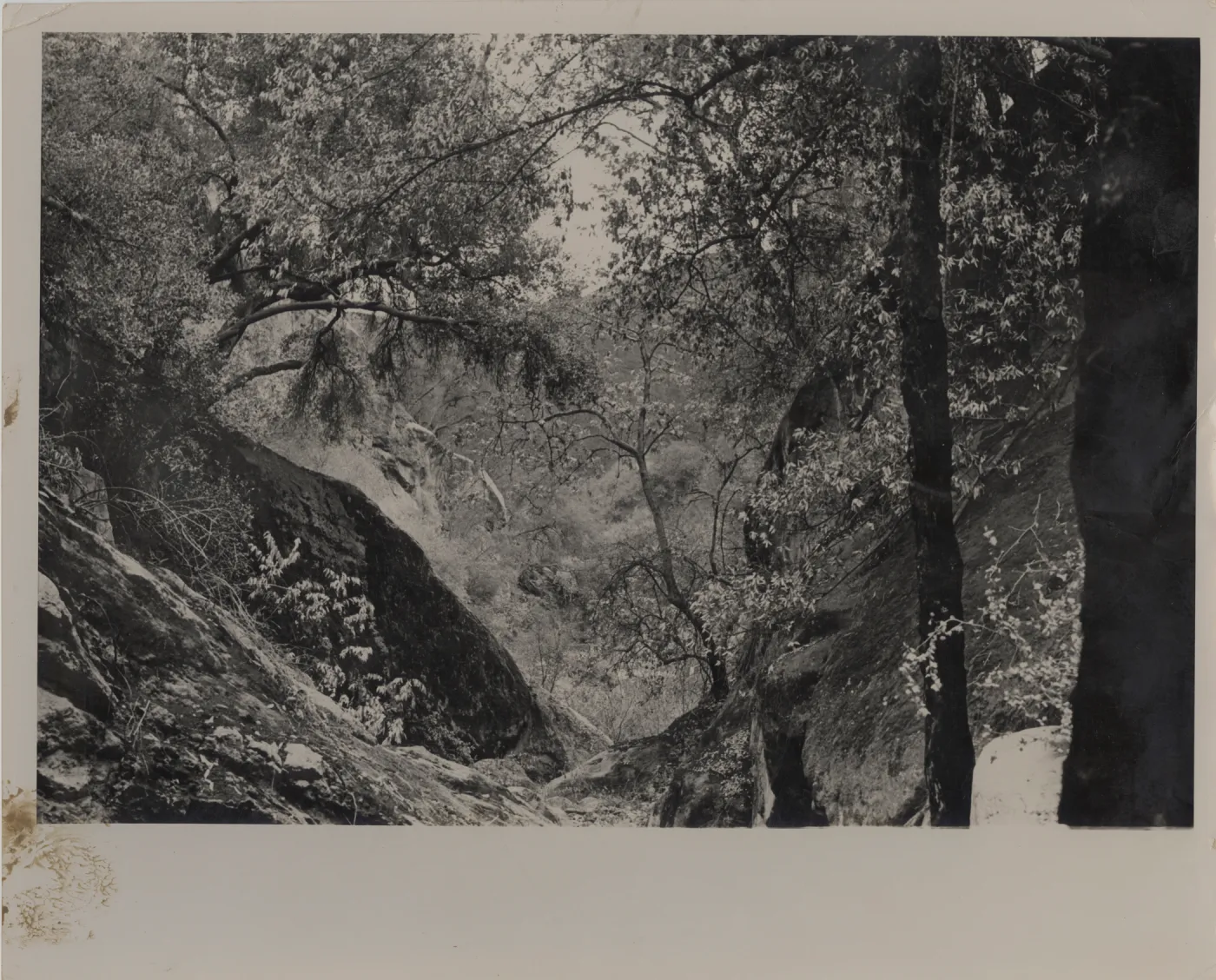 Upper San Antonio Creek, after Coyote Fire