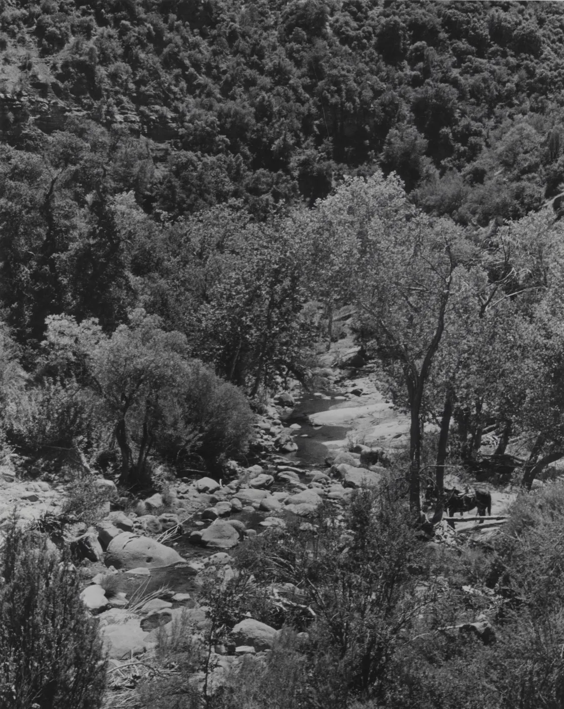 Sisquoc River at Heath Camp area, riparian woodland and chaparral, horse
