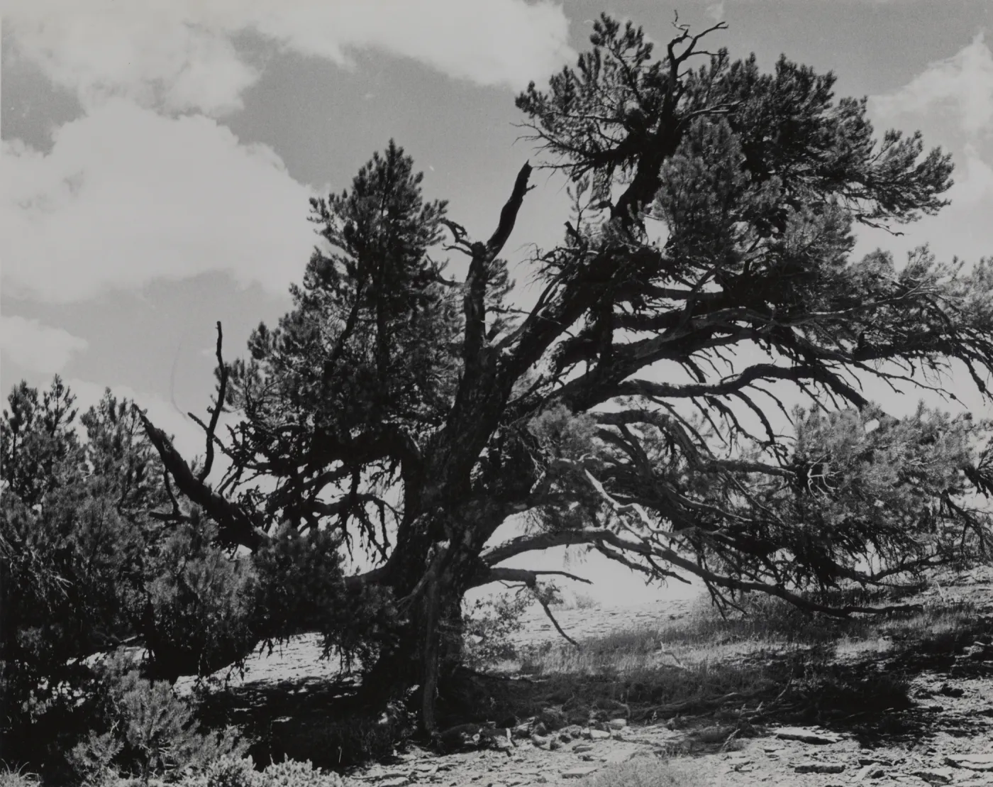 Pinus monophylla?, San Rafael Mountains between Mission Pine Basin and West Big Pine