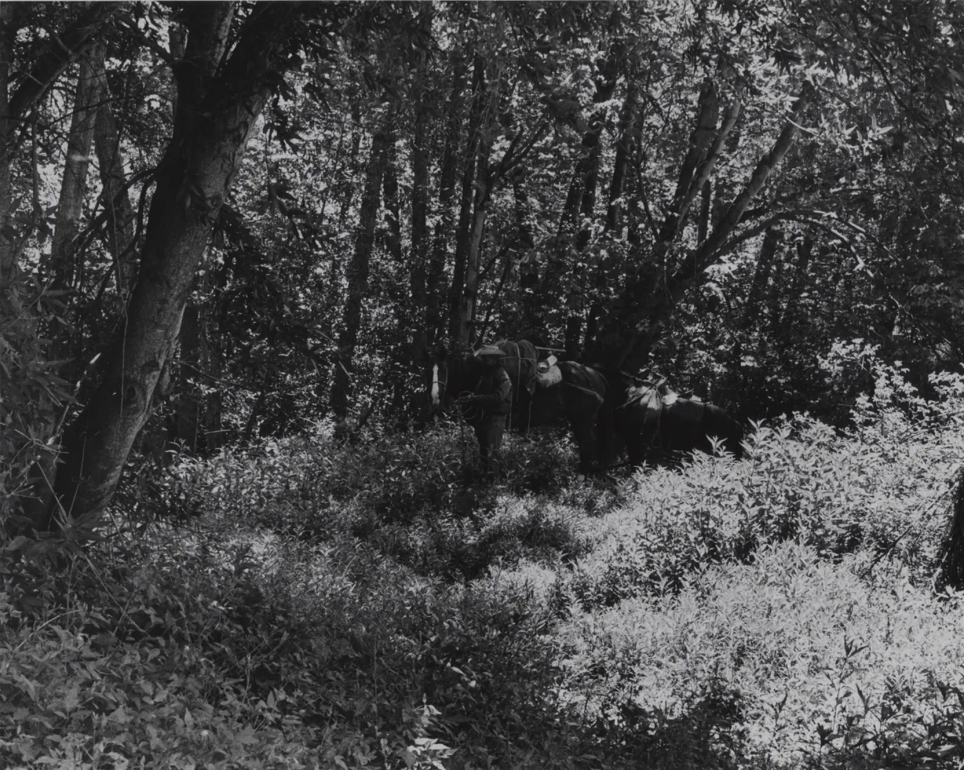 deep canyon vegetation in Sisquoc River below Bear Camp, pack horses