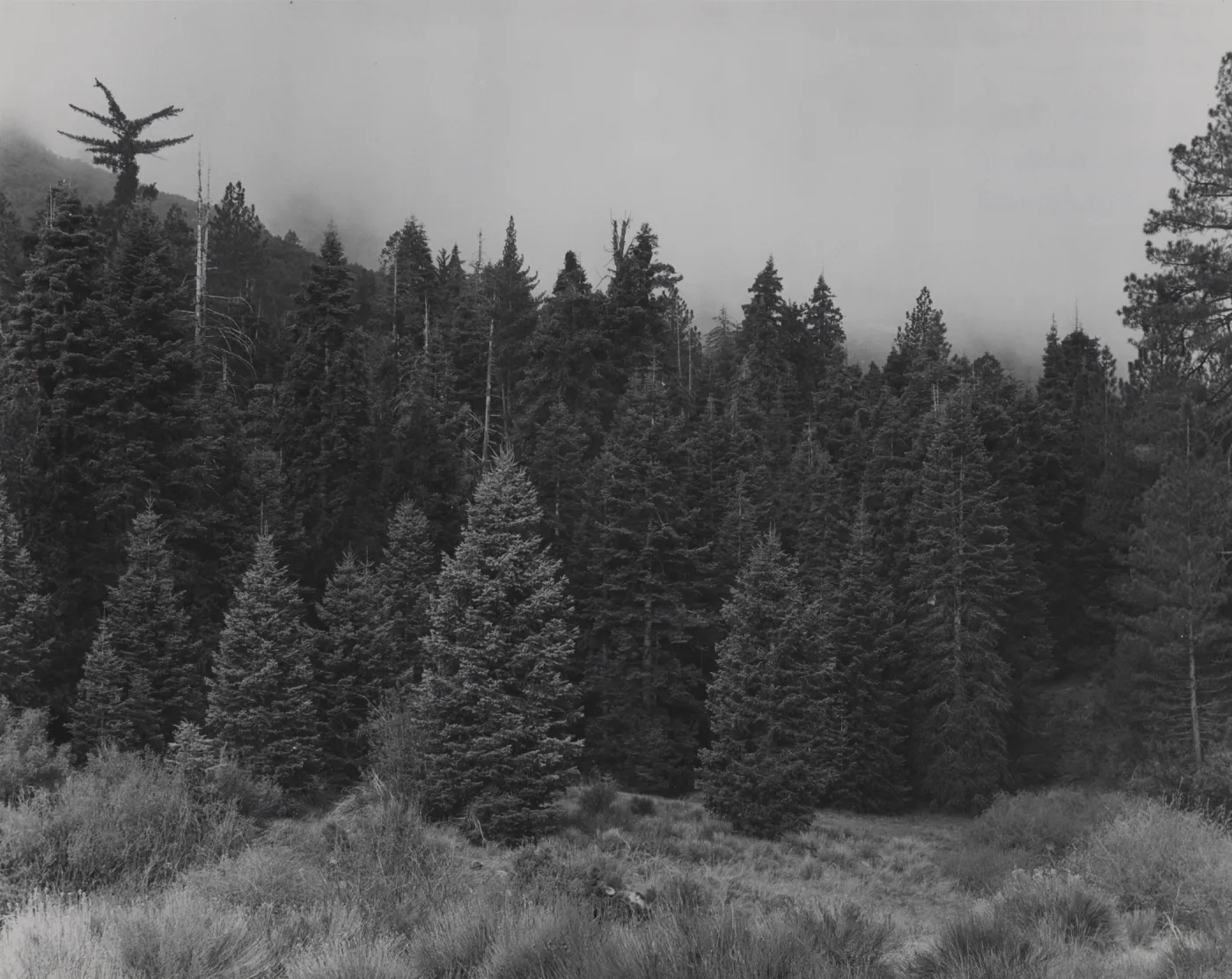 mixed stand of conifers at Bear Camp, upper Sisquoc River