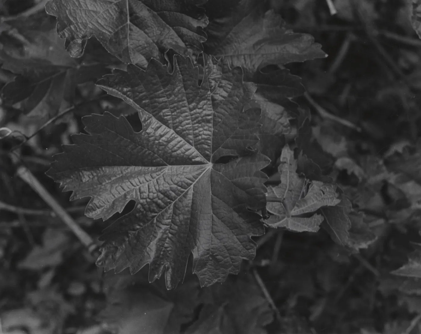 leaf of Murietta grapevine