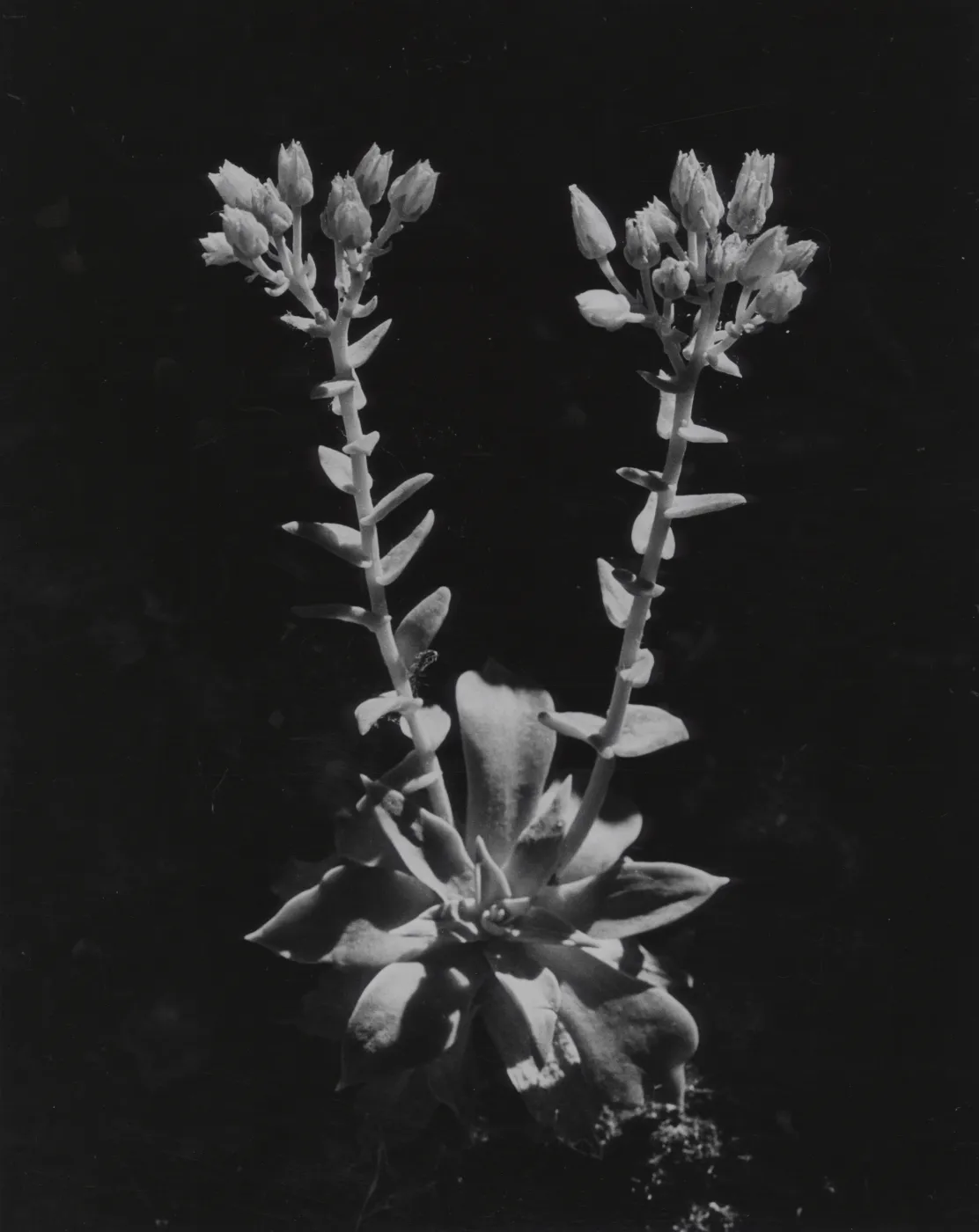 Dudlea (liveforevers)