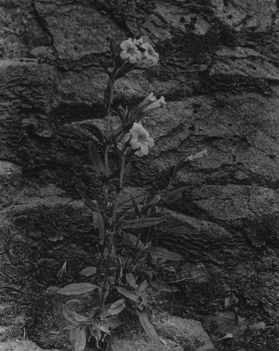 Mimulus longiflorus, Sisquoc River, near Heath Camp