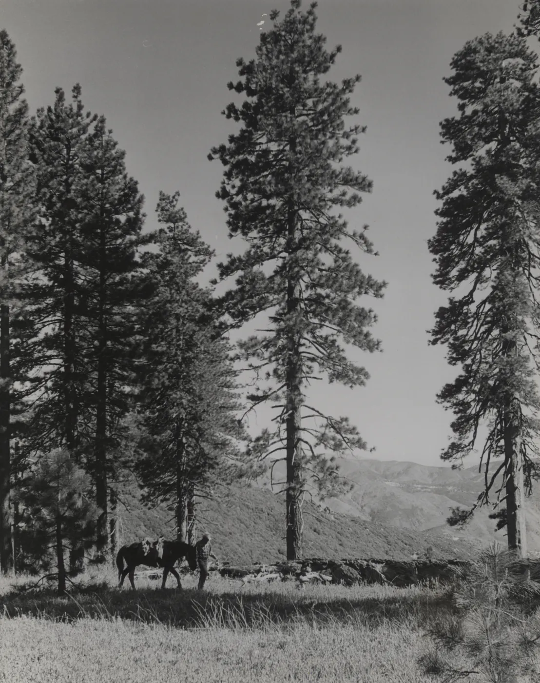 Grove of yellow pines, north of Mission Pine Basin