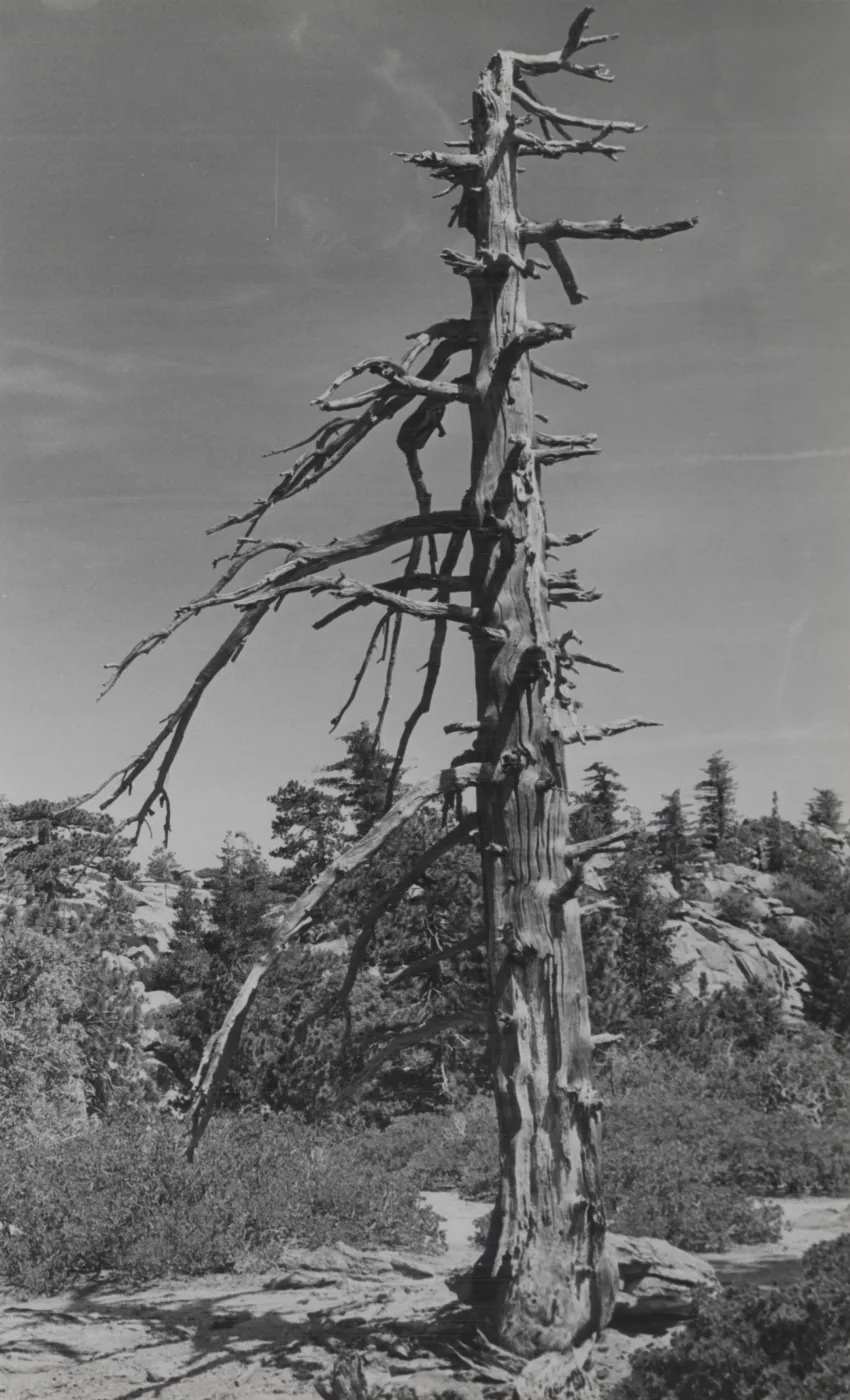 dead tree snag, Mission Pine Mountain