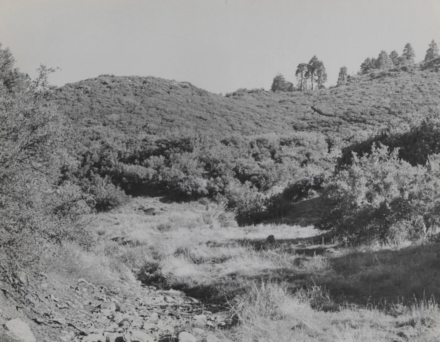 edge of Mission Pine Basin