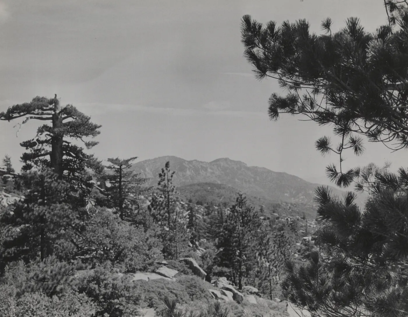 Coniferous forest on south side of ridge east of San Rafael Mountain (Mission Pine Mountain), looking over Mission Pine Basin