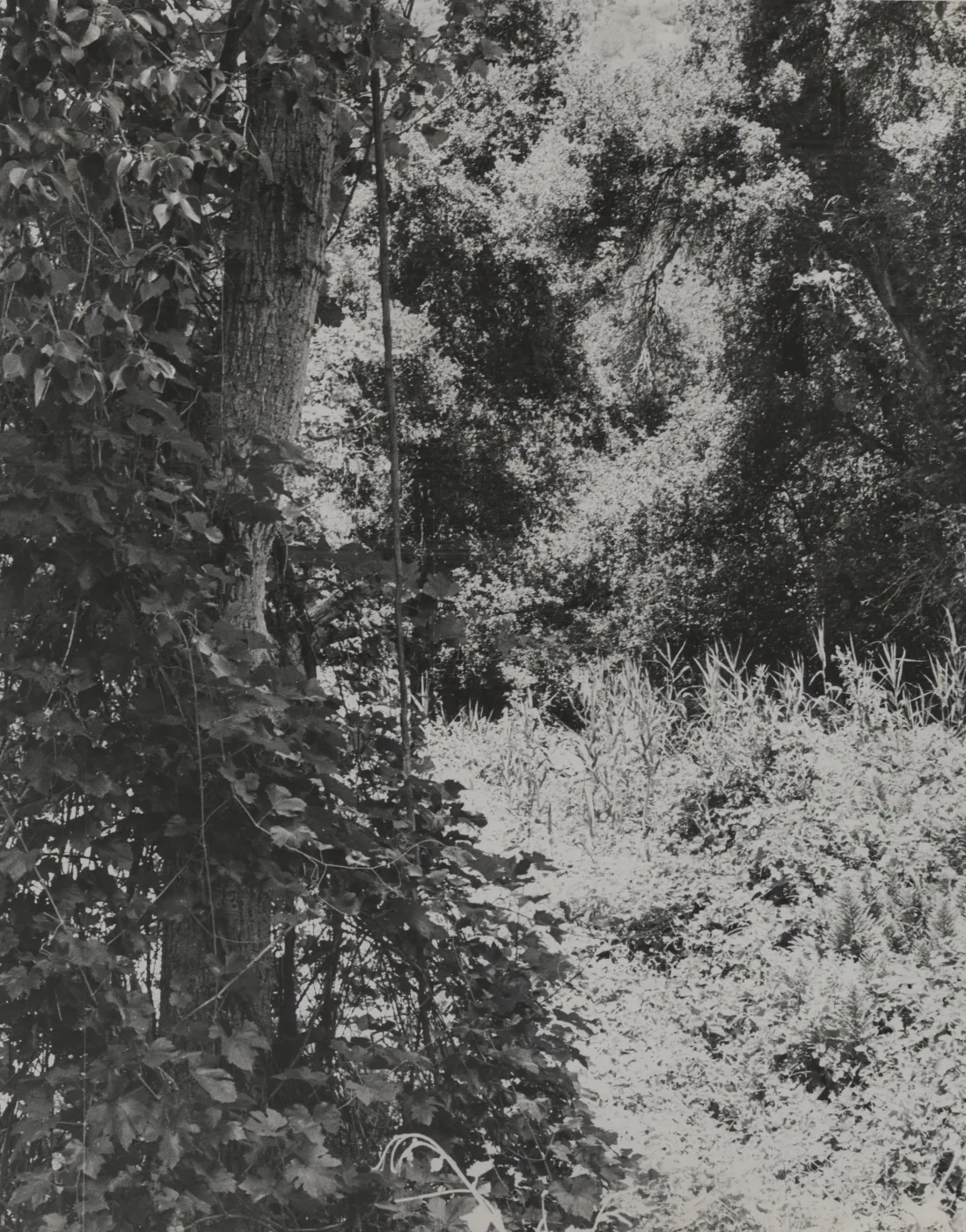 Grapevine (Vitis) on Grapevine Creek