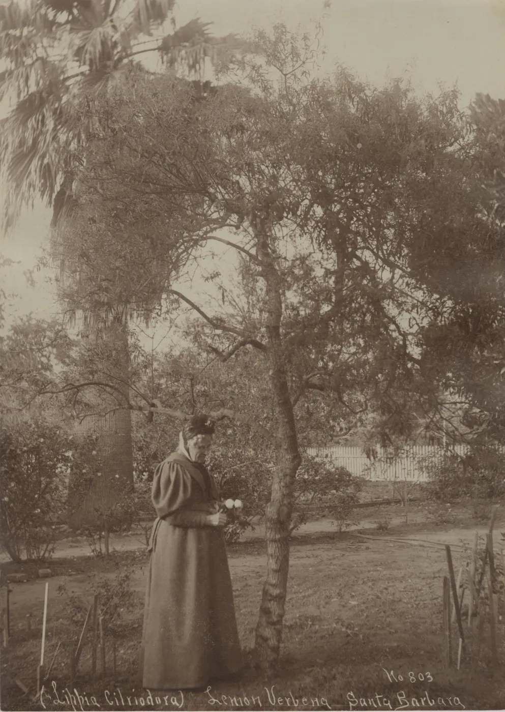 Woman in Garden with Large Lemon Verbena Santa Barbara