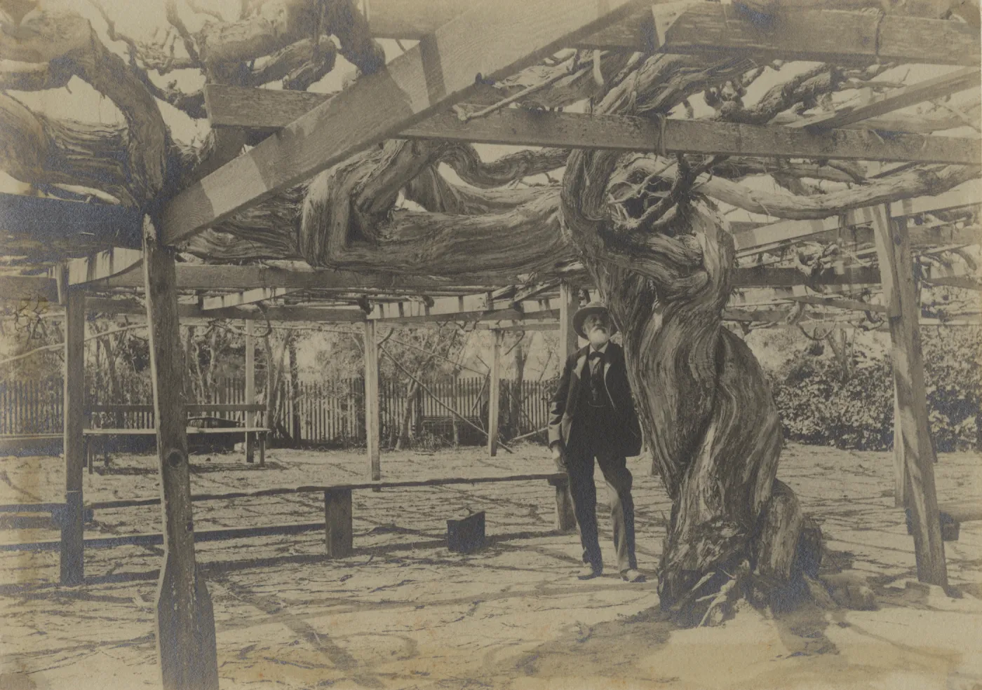 Man Standing under Grapevine in Carpinteria