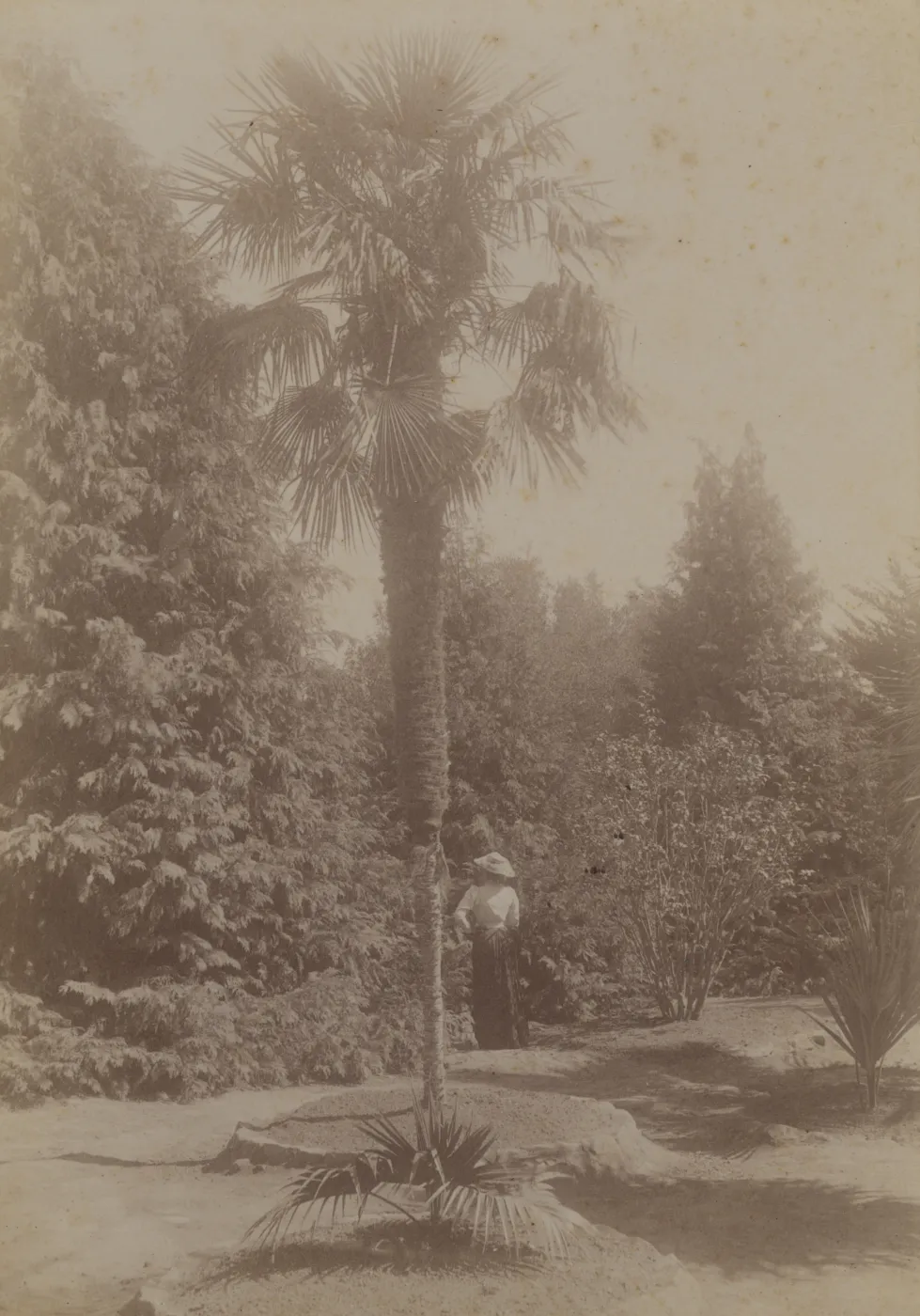 Montecito 'Tropical Garden'