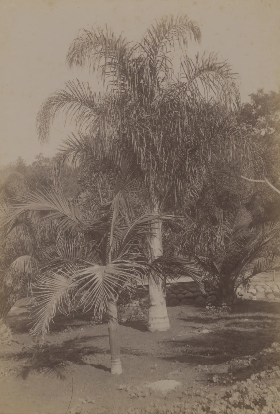 Montecito 'Tropical Garden'
