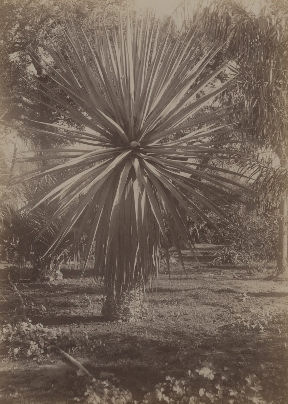 Montecito 'Tropical Garden'