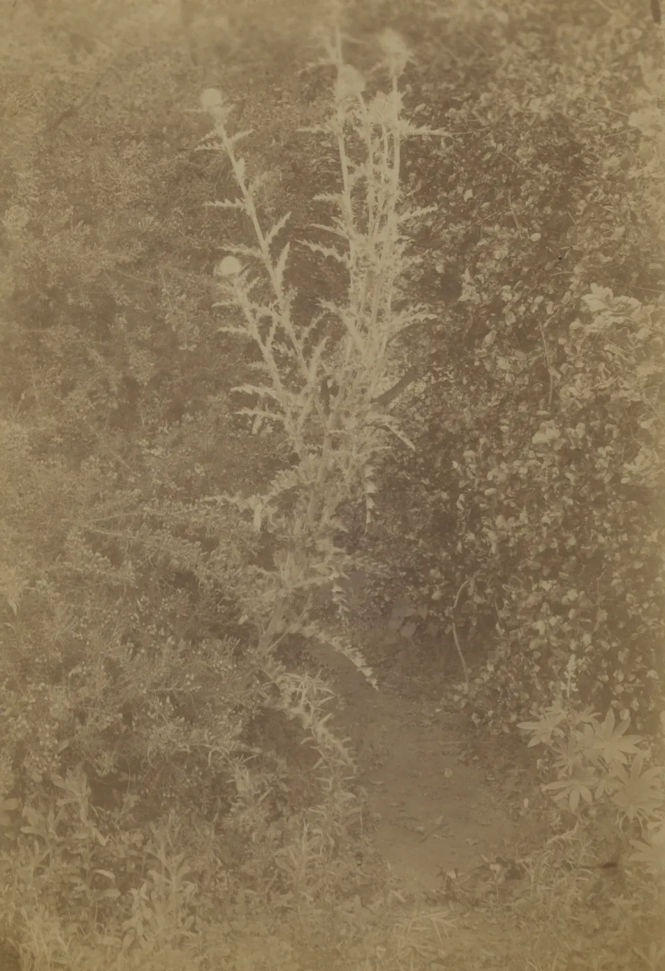 Rocky Nook, 1890