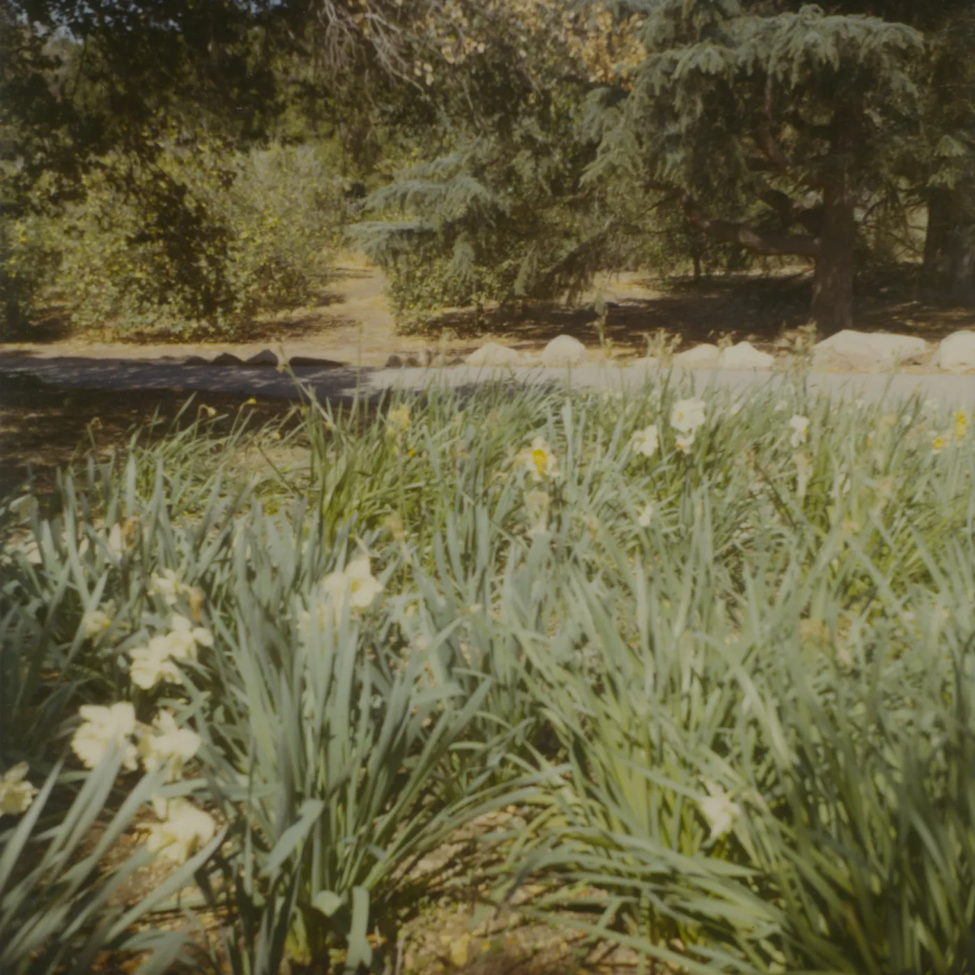 Historic photo of Hay Hill, Torocado Ranch, daffodils