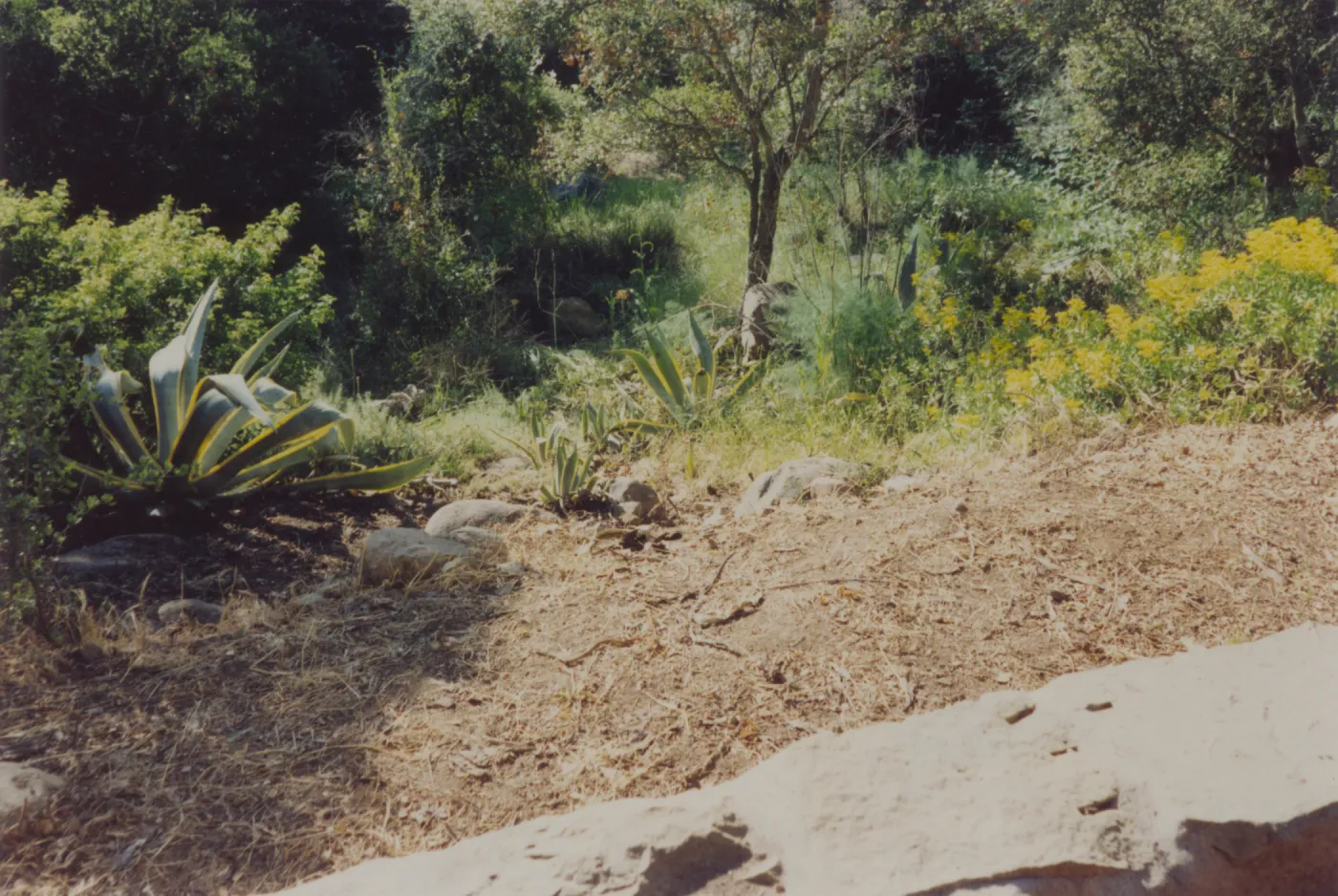Director's residence landscape